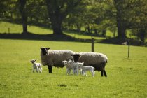 Adult Sheep And Lambs In Field — Stock Photo