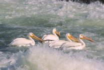 Pélicans blancs d'Amérique — Photo de stock