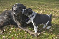 TiersSchwarzer Hund und Welpe — Stockfoto
