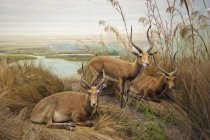 Antelope in erba vicino al fiume — Foto stock