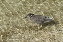 Heron guadare in acqua — Foto stock