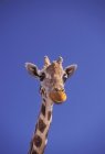 Girafe Masai, Serengeti, Afrique — Photo de stock