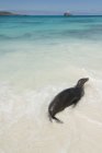 Seelöwe im flachen Wasser — Stockfoto