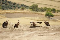 Spanish Vultures Resting — Stock Photo