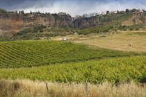 Weinberge auf dem Land unterhalb von Ronda; Ronda, Provinz Malaga — Stockfoto