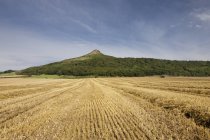 Поле пшениці з піком зверху — стокове фото