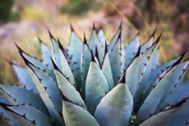 Blue Agave Plant on blurred background — Stock Photo