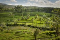 Райс-Филдс, Джатилуви, Бали , — стоковое фото