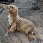 Хутро тюленя сидить на скелі — стокове фото