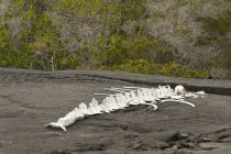 Esqueleto de animais marinhos grandes — Fotografia de Stock