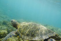 Meeresschildkrötenschwimmen — Stockfoto