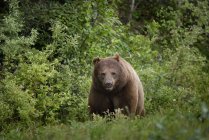 Чорний ведмідь, ходьба на траві — стокове фото