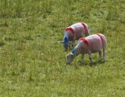 Moutons peints avec des marques rouges et bleues — Photo de stock