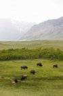 Buffalo grazing In Foothills — Stock Photo