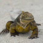 Iguana terrestre de galápagos - foto de stock