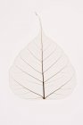 Transparent Leaf on white — Stock Photo