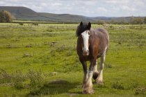 Лошадь Клидесдейла в поле — стоковое фото