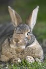 Домашній кролик на траві — стокове фото