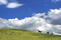 Pferde galoppieren auf Hügel — Stockfoto