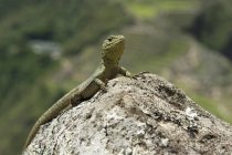 Ящірка сидить на скелі — стокове фото