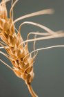 Пшениця на зеленому фоні — стокове фото