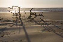 Silhouette di driftwood in piedi — Foto stock