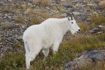 Chèvre de montagne près du col Logan — Photo de stock