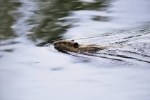 Vista de Beaver nadando - foto de stock