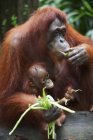 Orang-Utan-Mutter isst Gemüse — Stockfoto