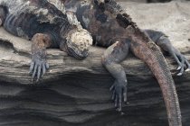 Galapagos iguana marina — Foto stock