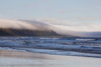 Se forma niebla sobre la selva templada - foto de stock