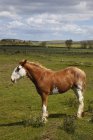 Лошадь Клидесдейла в поле — стоковое фото