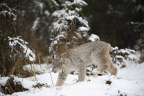 Lynx caminando en la nieve - foto de stock