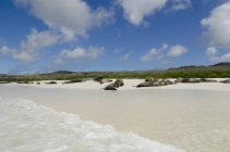 Leones del mar que ponen en la playa - foto de stock