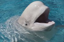 Beluga Whale In Captivity — Stock Photo