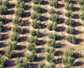 Olivenhaine in der Nähe des Naturparks Burunchel cazorla — Stockfoto