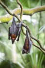 Dos murciélagos zorro voladores - foto de stock