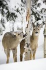 Dois veados jovens na neve — Fotografia de Stock