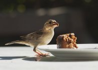 Vogel steht auf Tisch — Stockfoto