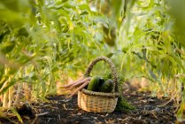 Кошик органічних овочів — стокове фото