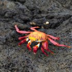Crabe des pieds légers Sally — Photo de stock