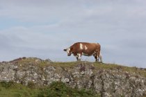 Kuh grast am Hügel — Stockfoto