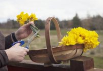 Flores amarillas siendo cortadas - foto de stock