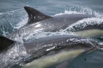 Golfinhos selvagens nadando na água — Fotografia de Stock