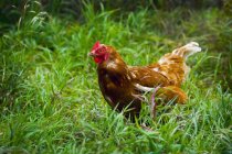 Chicken standing on green grass — Stock Photo