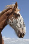 Clydesdale Pferd über dem Himmel — Stockfoto