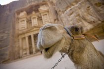Camel fica ao ar livre — Fotografia de Stock