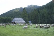 Vistas a la montaña con ovejas - foto de stock