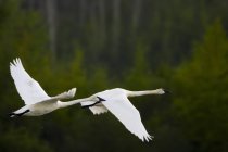 Geese В польоті на зеленому тлі — стокове фото