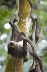 Sloth Slowly Moves — Stock Photo
